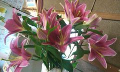 7月の花