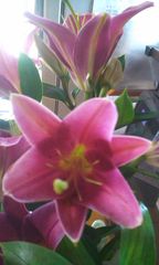 7月の花