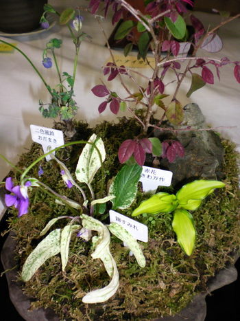 山野草展♪
