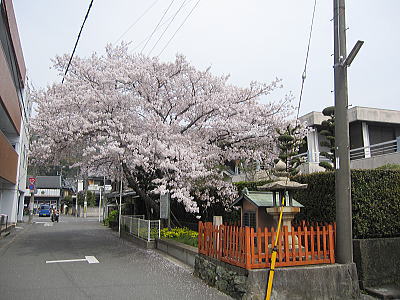 桜~桜~