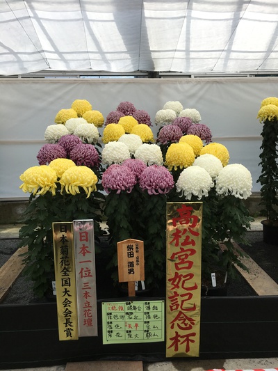 日本菊花全国大会