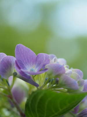 紫陽花　