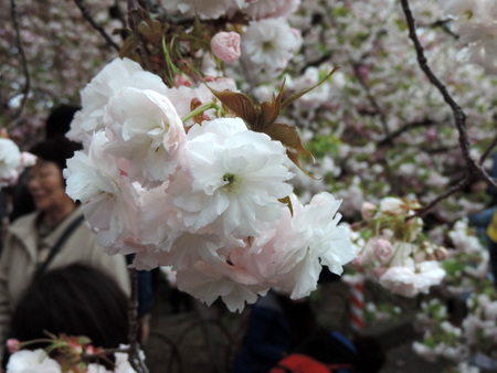 造幣局の桜の通りぬけ　NO2