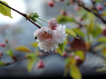 造幣局の桜の通りぬけ　NO2