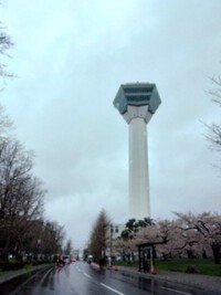函館　五稜郭の桜