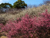 梅の花　紅白