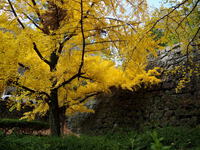 和歌山城　銀杏の木