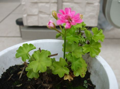 花とアイス♪