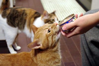 猫まっしぐら