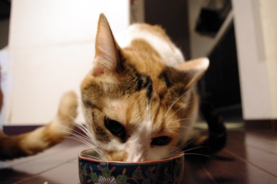 猫まっしぐら