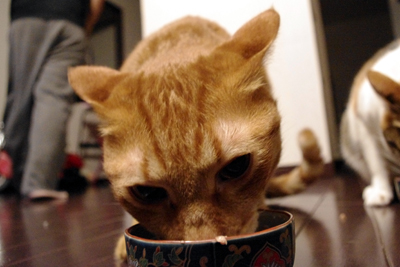 猫まっしぐら