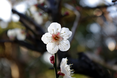 梅の花