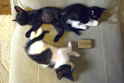 ネコちゃんの里親募集しております!