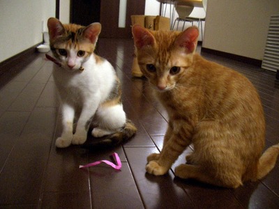子猫