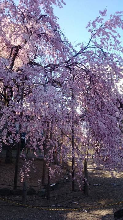 桜～さくら