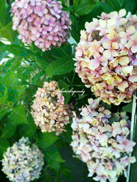 紫陽花 2014/06/24 13:12:14
