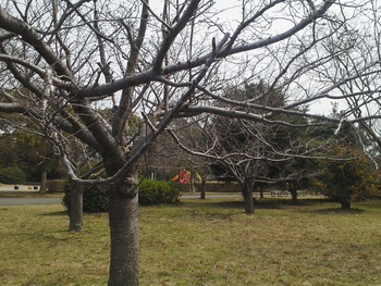 河西公園の桜はまだまだ…
