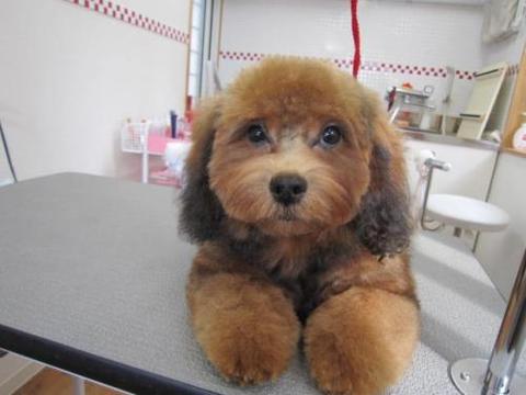 迷子のワンちゃん探しています!