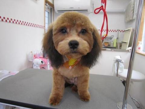 迷子のワンちゃん探しています!
