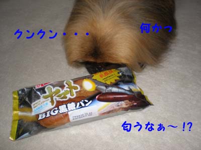 買っちゃいました・・・