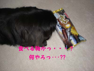 買っちゃいました・・・