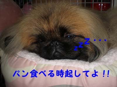 買っちゃいました・・・