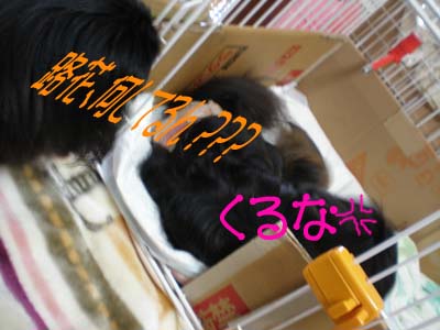 気になる・・・