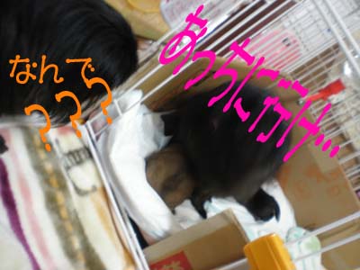 気になる・・・