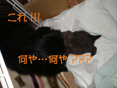 気になる・・・