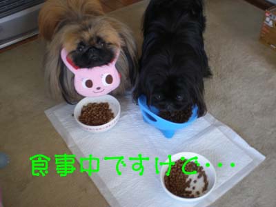 軍団朝の始まりは・・・