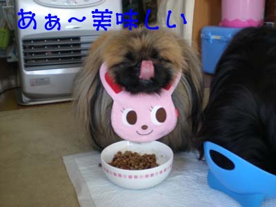 軍団朝の始まりは・・・