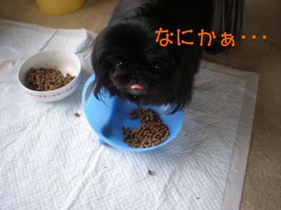 軍団朝の始まりは・・・