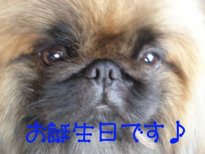 Happy Birthday Leon ♪