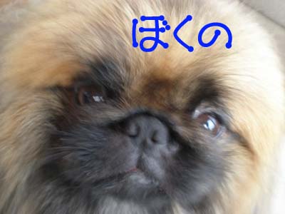 Happy Birthday Leon ♪