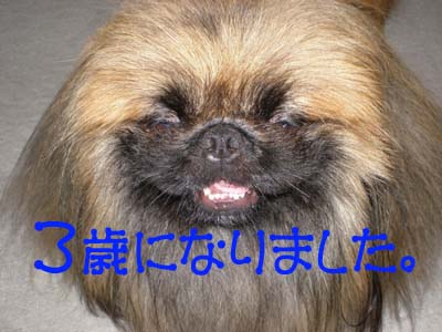 Happy Birthday Leon ♪