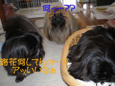 いけずな路花・・・
