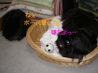 いけずな路花・・・