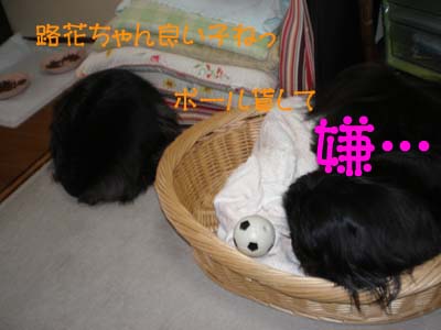 いけずな路花・・・