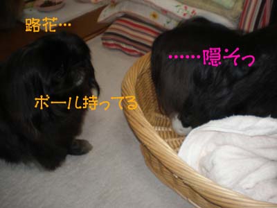 いけずな路花・・・