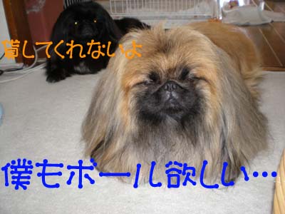 いけずな路花・・・