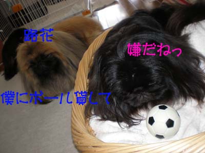 いけずな路花・・・