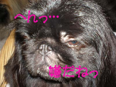 いけずな路花・・・