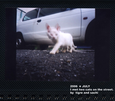 ブレねこ。