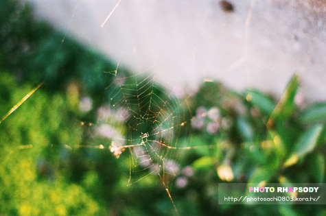 fantastic a cobweb.