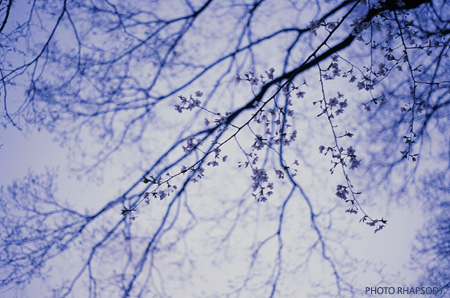 dominant violet.