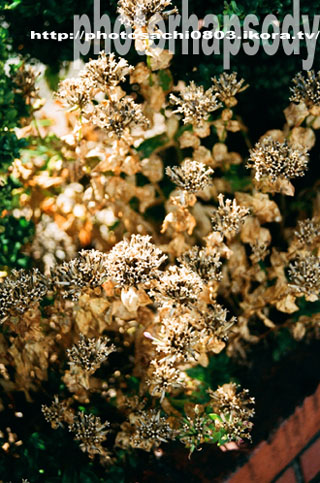 枯花Ⅱ