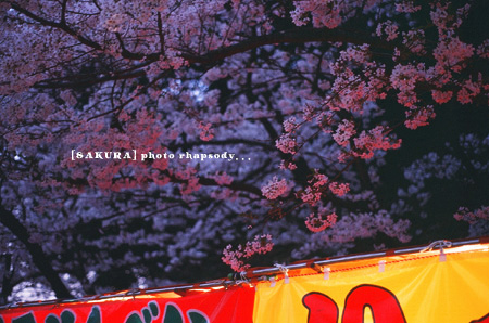 桜花爛漫。