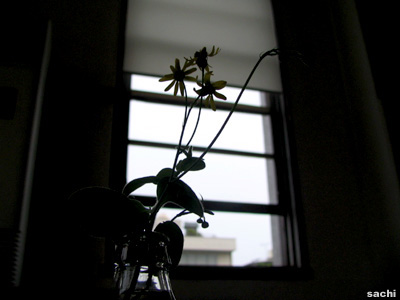 hana。