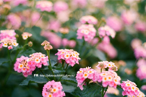 十花十彩。