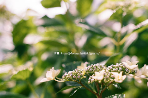 十花十彩。
